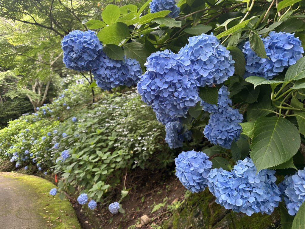 ぬかた園地に咲く青いあじさいの群生