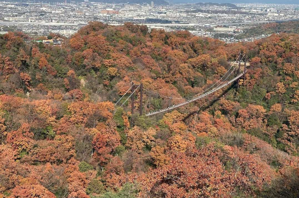 紅葉で色づいた山に架かる吊り橋「星のブランコ」。奥に街並みが広がっている